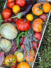 Freshly harvested organic vegetables overflowing from a crate with lavender