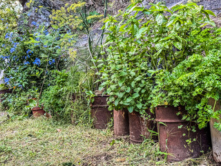 Aromatic herbs growing in recycled metal containers in garden