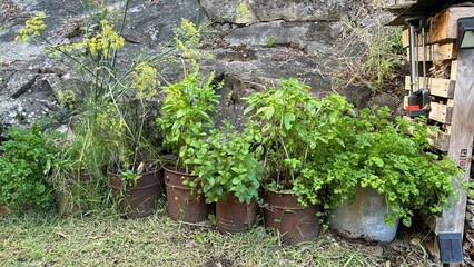 Herbs growing in upcycled containers in a garden