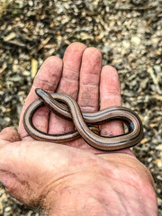 Fototapeta premium Farmer holding a slow worm in his hand