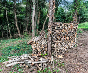 Lumberjack preparing firewood for winter in the forest