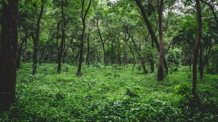 Dense Green Forest with Tall Trees and Lush Undergrowth in Natural Woodland