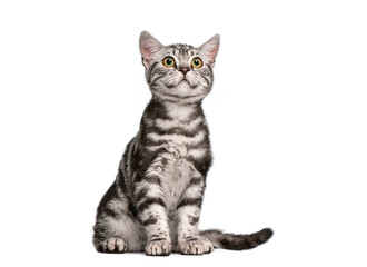 British shorthair kitten sitting and looking up with curiosity on a white background