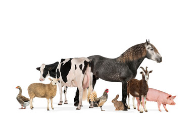 Large group of many farm animals standing together, isolated