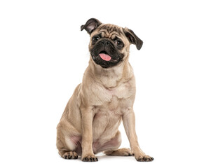 happy young pug dog panting mouth wide open, isolated on white, Remastered