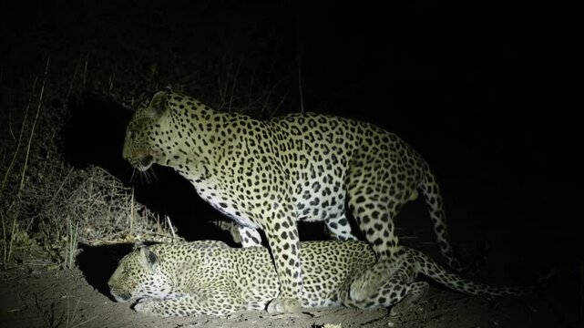 big male leopard at night time with a spotlight