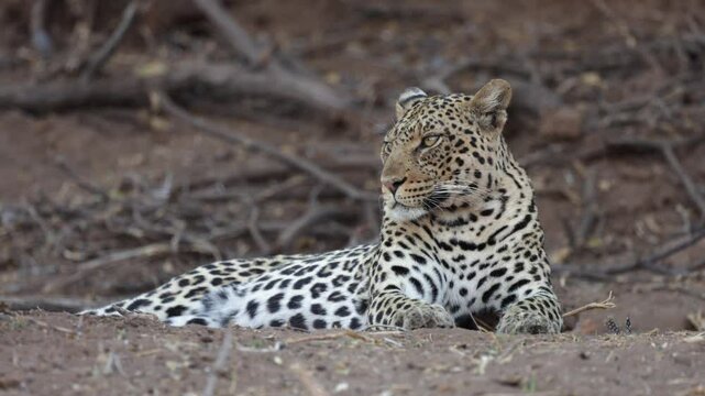  a leopard resting at eye level.