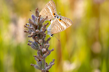 Mating butterflies. Butterflies photographed in their natural habitat. Nature background.