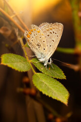 A butterfly photographed in its natural habitat. Nature background.