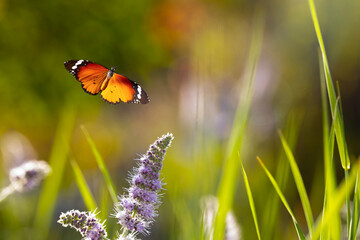 Flying butterfly. Colorful nature background. Danaus chrysippus. Plain Tiger.