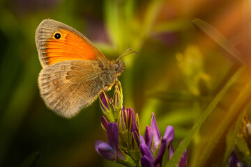 A cute butterfly.  Small Heath. Coenonympha pamphilus. Nature background. 