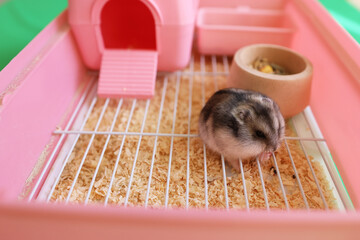 People look after and play with the hamster.