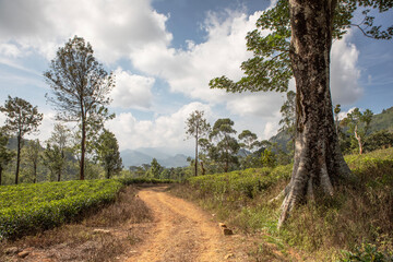 Obraz premium Scenic views of the surrounding mountains along the first stage of the Pekoe Trail in Sri Lanka.