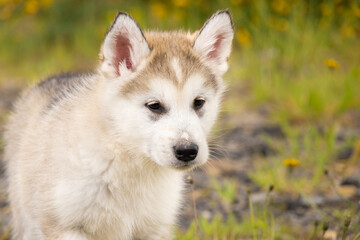 Malamute Husky Pomsky puppy. portrait of a puppy