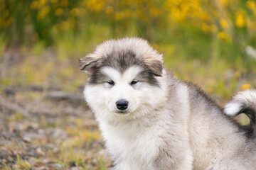 Cute fluffy Malamute Husky Pomsky puppy. portrait of a puppy smiling