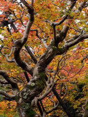 Old maple tree with twisted branches growing in a Japanese garden in autumn