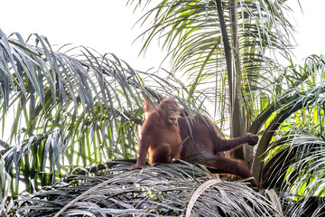 A playful orangutan rests on palm fronds, surrounded by lush greenery, showcasing its natural habitat and behavior. © PAOLO
