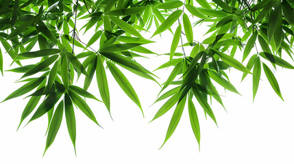 Vibrant Green Bamboo Leaves Against a White Background, Displaying a Beautiful Natural Texture