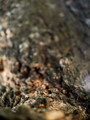 weathered bark with intricate textures and a soft, blurred green background