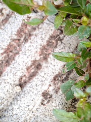 seacliff buckwheat with vibrant green leaves and textured stems growing on weathered rock.