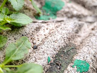 seacliff buckwheat with vibrant green leaves and textured stems growing on weathered rock.
