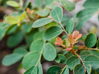 vibrant green leaves with intricate textures and veins. The leaves create a harmonious pattern