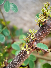 Cynometra cauliflora branch with green leaves and small, developing flowers. The bark is textured with small bumps and has a reddish brown hue.