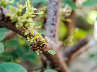 Cynometra cauliflora branch with green leaves and small, developing flowers. The bark is textured with small bumps and has a reddish brown hue.