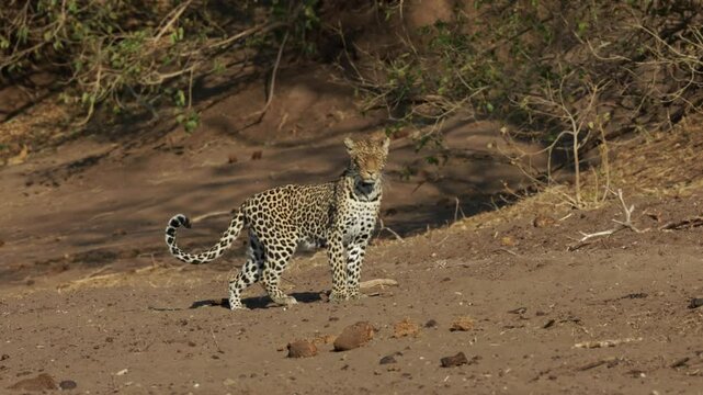 leopardess walking in the dry riverbed