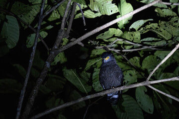 A nocturnal bird perched on a branch, surrounded by lush foliage, illuminated by a spotlight in a dark environment.