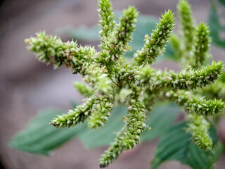 Amaranthus retroflexus smooth pigweed flowers. The flowers are small, green, and spiky