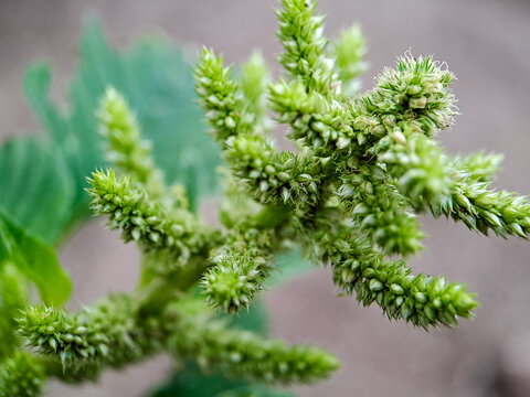 Amaranthus retroflexus smooth pigweed flowers. The flowers are small, green, and spiky