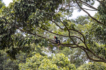A Hornbill  is perched on a tree branch, surrounded by lush greenery, highlighting the beauty of nature and outdoor exploration.