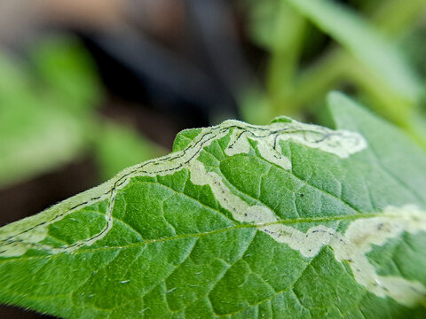 macro shot of a tomato plant leaf damaged by a leaf miner insect. The leaf shows distinctive white trails and a small larva.