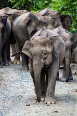 Fototapeta premium A herd of elephants walking along a path in a lush green environment, showcasing their majestic presence and social behavior.