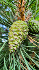 Photo of green pine cone hanging on tree branch close-up