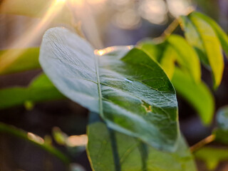 a green leaf bathed in sunlight, with a soft background and bokeh.