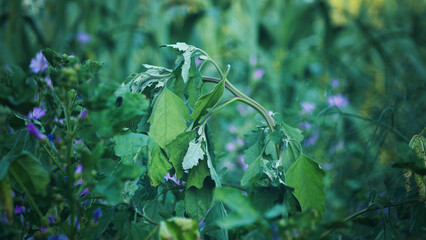 Summer flowers close-up, green, nature of France, south, rest, holidays, vacation, mood, beauty