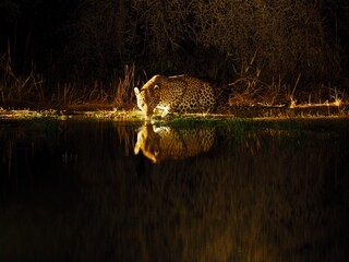 leopard in nature
