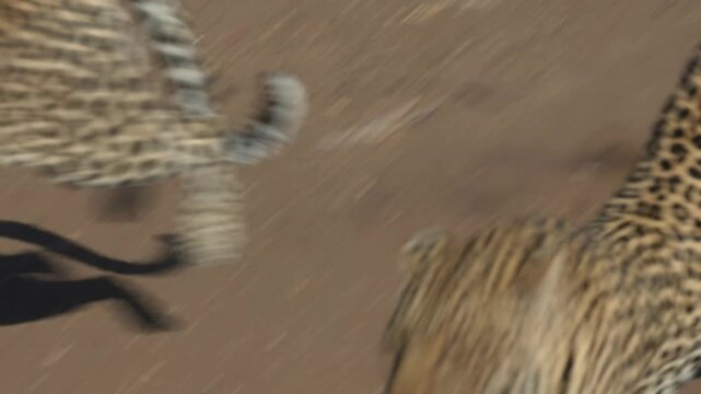 two female leopards fighting in an open space.