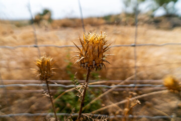 A close-up of a dry cardo-do-coalho (Cynara cardunculus), used in traditional Portuguese cheese...