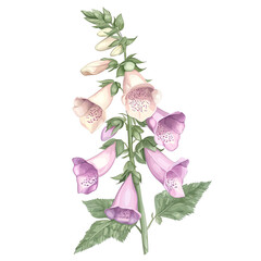 Delicate pink and purple foxglove flower on a white isolated background.