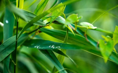 Rosa na zielonej trawie