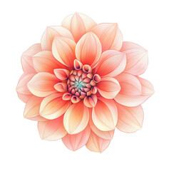 A beautiful pink dahlia flower isolated on a white background.