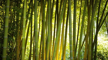 Fototapeta premium A dense grove of green bamboo stalks bathed in sunlight, creating a textured, natural backdrop.