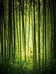 Obraz premium A dense grove of bamboo stalks with sunlight filtering through, creating a serene and tranquil atmosphere.