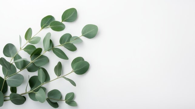 A vibrant, fresh eucalyptus branch displayed against a clear background, making it an excellent choice for cosmetic product mockups, promotional materials, or beautiful congratulatory card designs