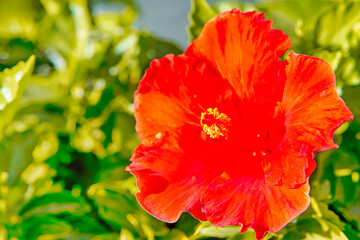 Fototapeta premium Grand Canaria Travel Ideas. Closeup View of Blossom of Red Hibiscus Flower on Gran Canaria on The Canary Islands in Spain