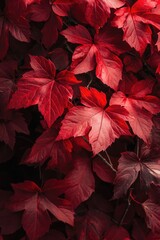 Red colour is nature form.