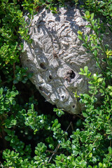 Bald Faced Hornet's Nest in a Bush